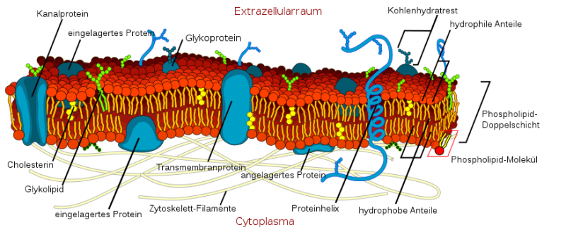 Datei:Zellmembran Biomembran.png